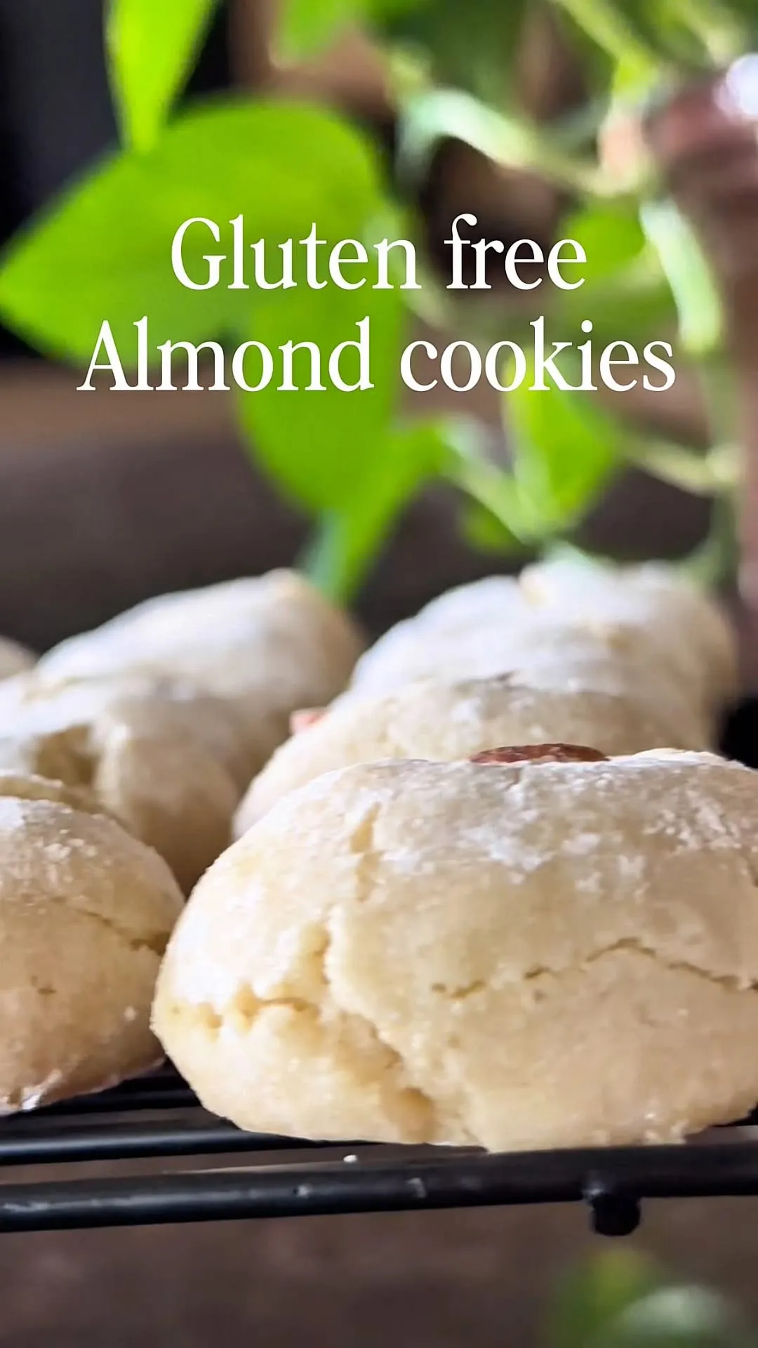 Gluten-Free Almond Christmas Cookies